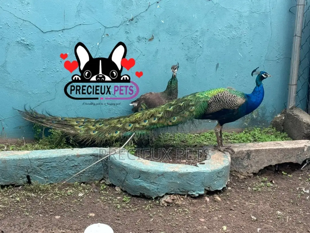 1 Pair of Adult Peacock (Peacock Peafowl)