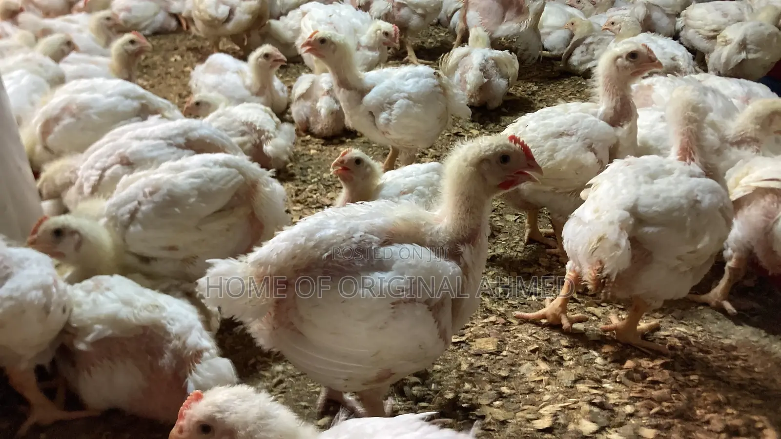 Broiler Cobb 500
