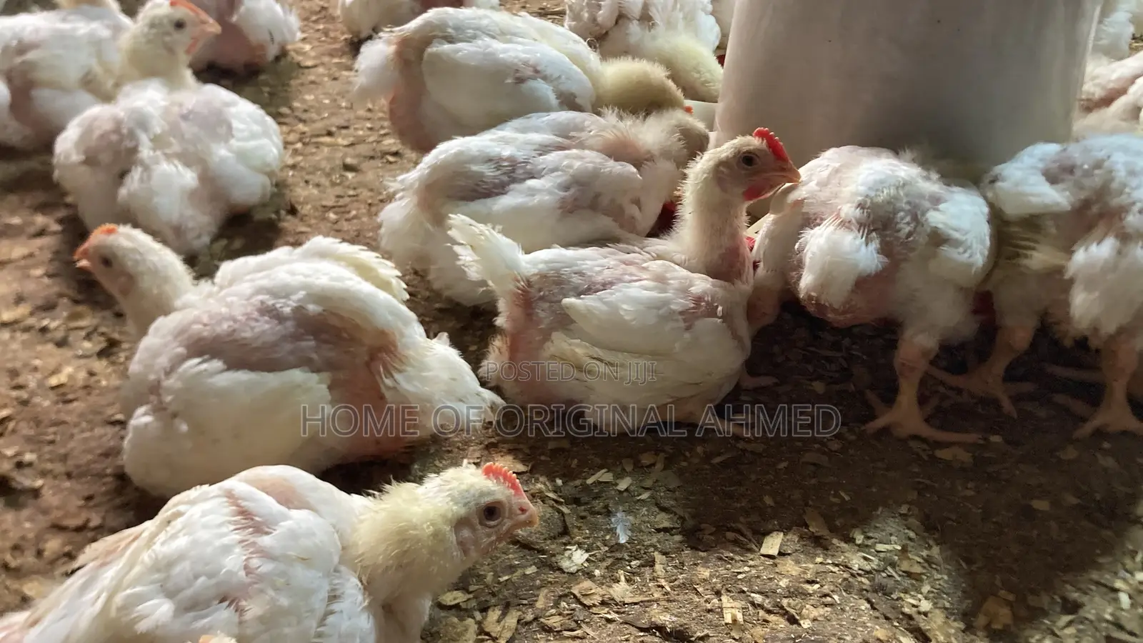 Broiler Cobb 500