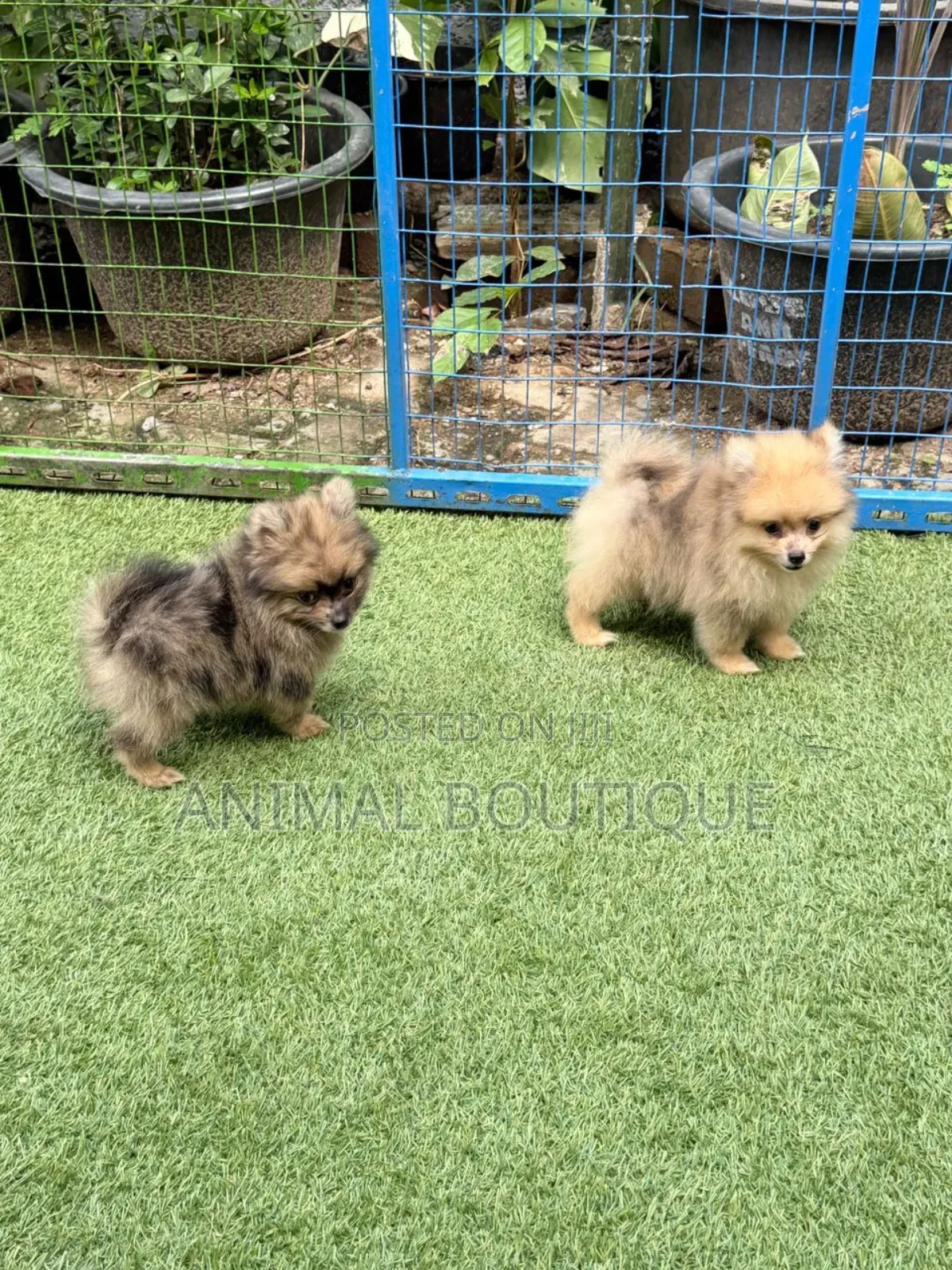 1-3 months Male Purebred Pomeranian