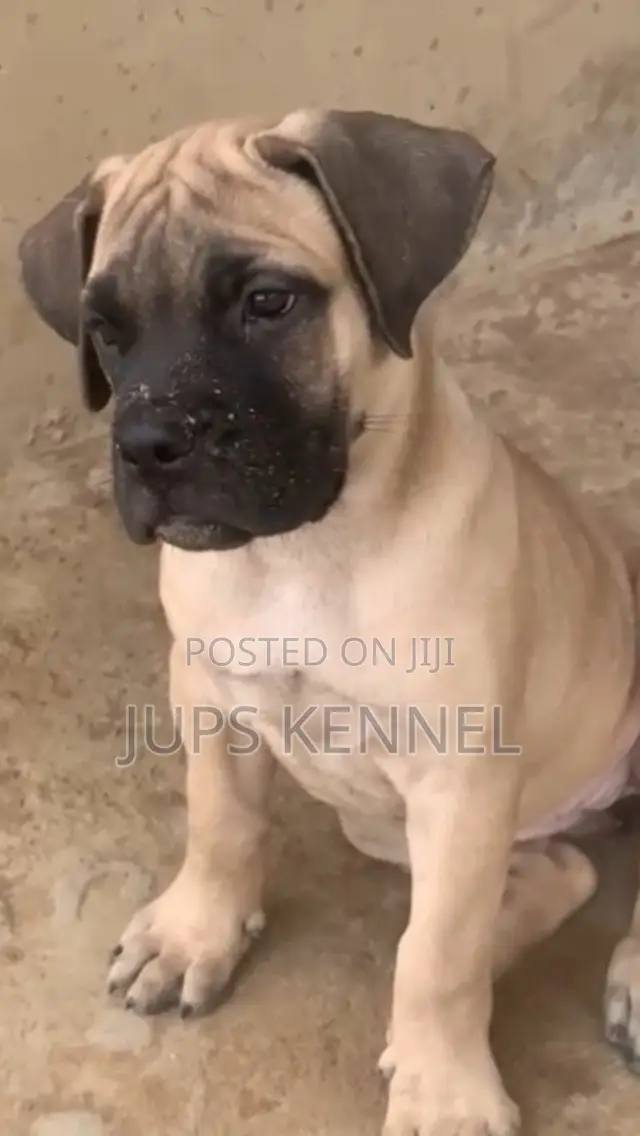 1-3 months Female Purebred Boerboel