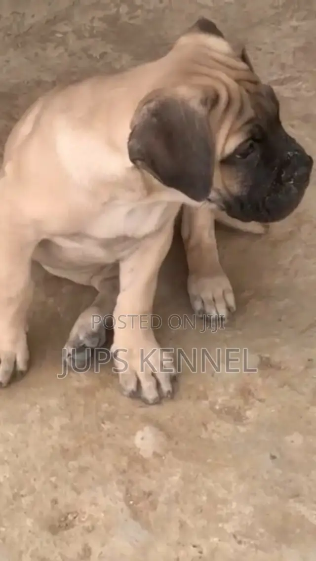 1-3 months Female Purebred Boerboel