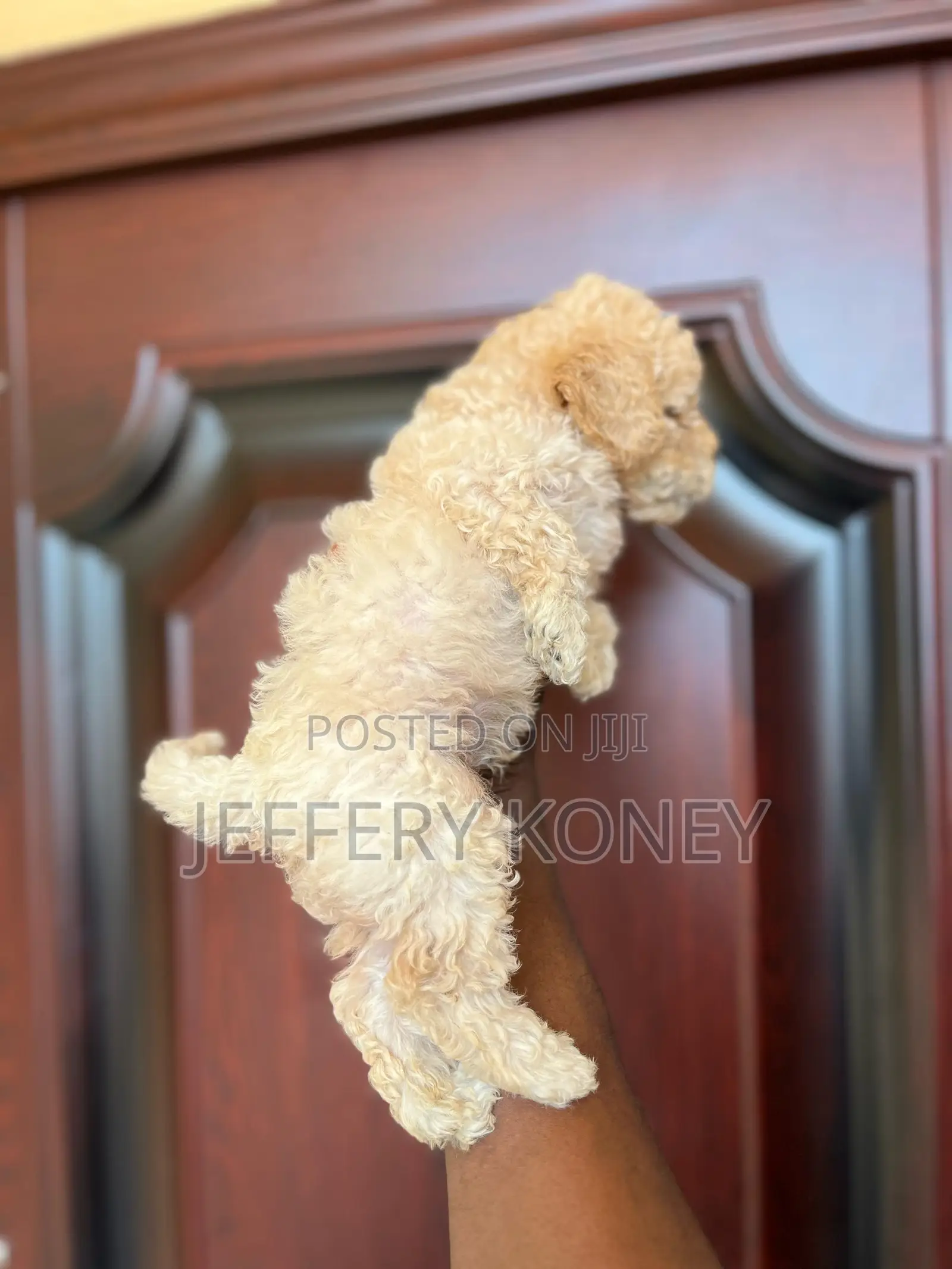 1-3 months Male Purebred Poodle