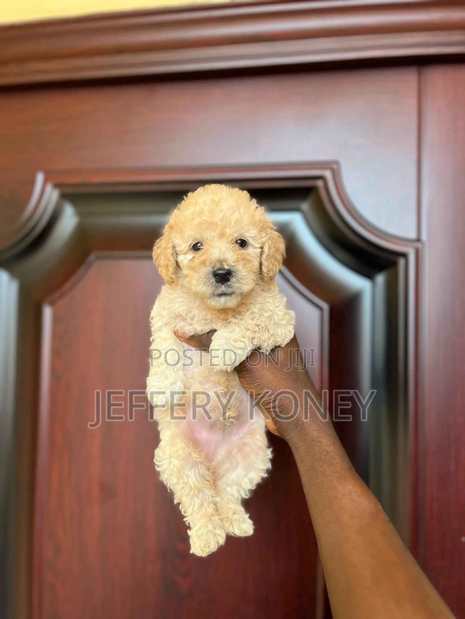 1-3 months Male Purebred Poodle