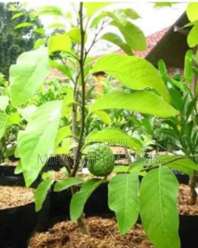 Fruits, Herbs and Spices Seedlings