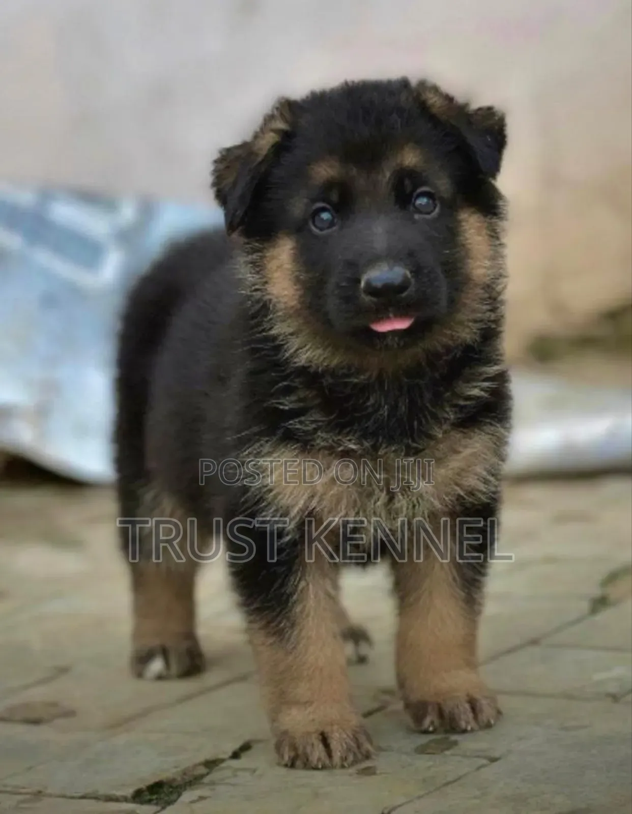1-3 months Male Purebred German Shepherd