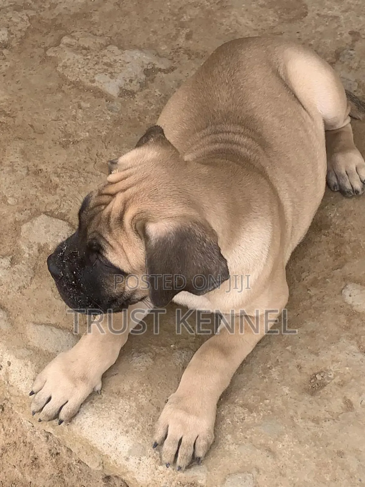 1-3 months Male Purebred Bullmastiff