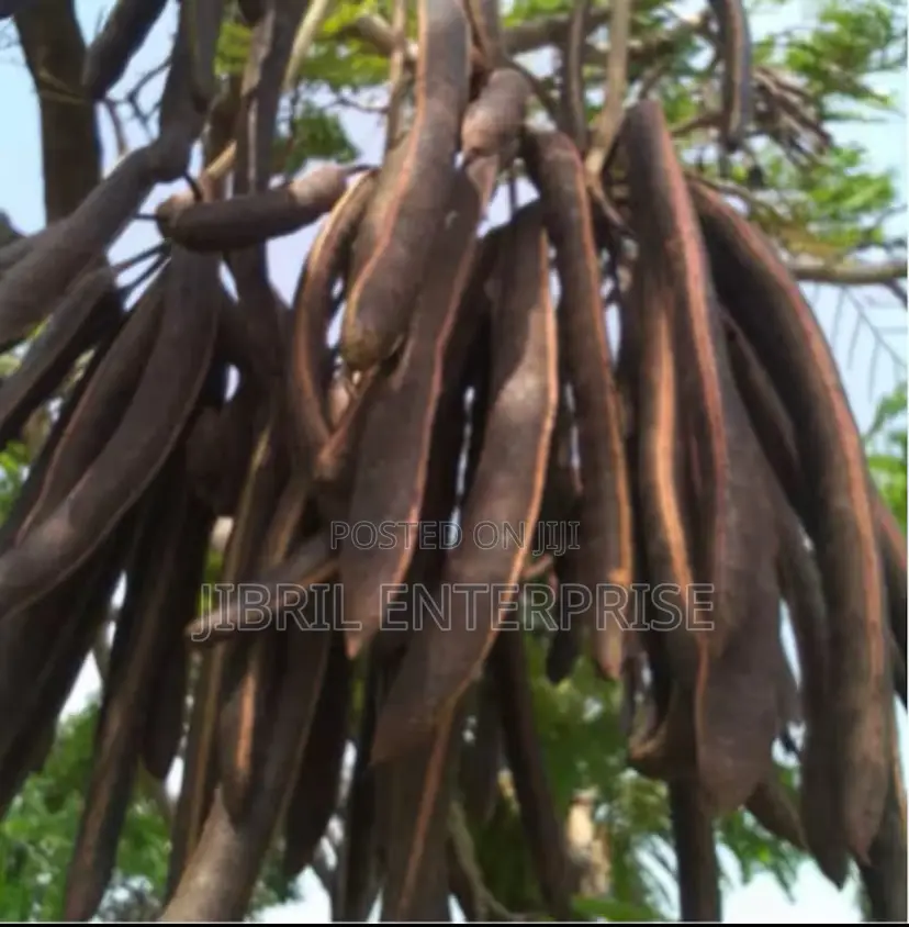 Dawadawa Fruit Powder, 100% Natural, No Additives, 200g/30gh