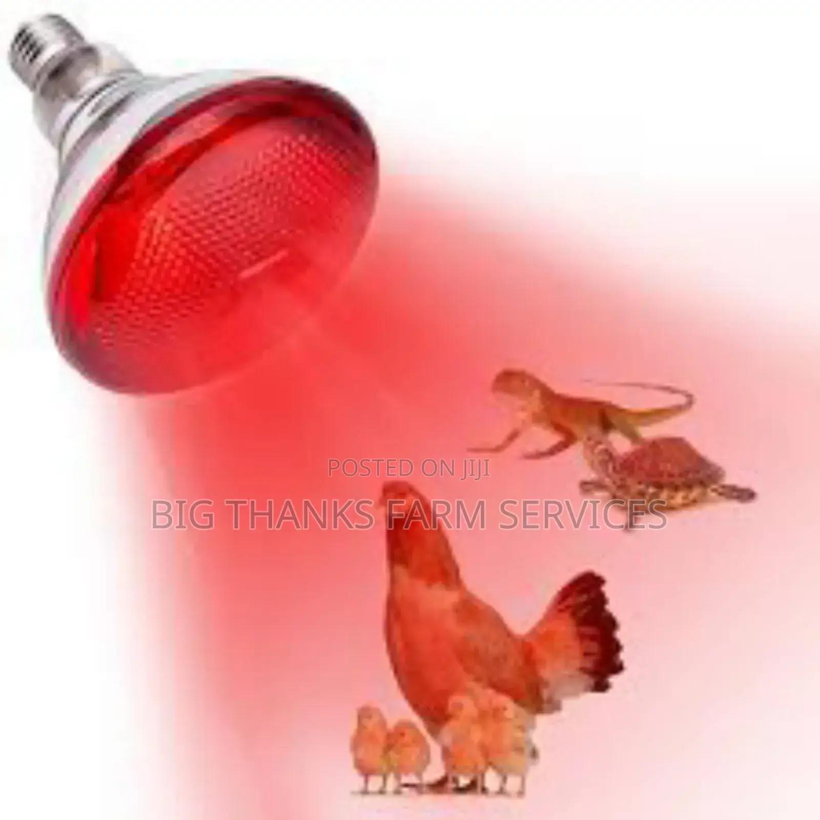 Brooder Lamps For Poultry, Pigeon Etc
