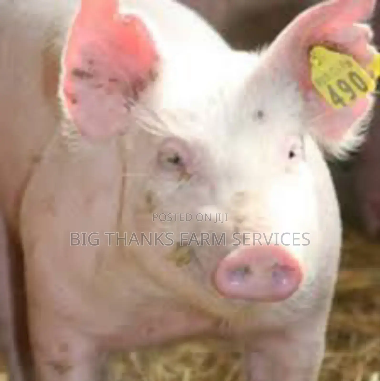 Tags For Pigs Etc