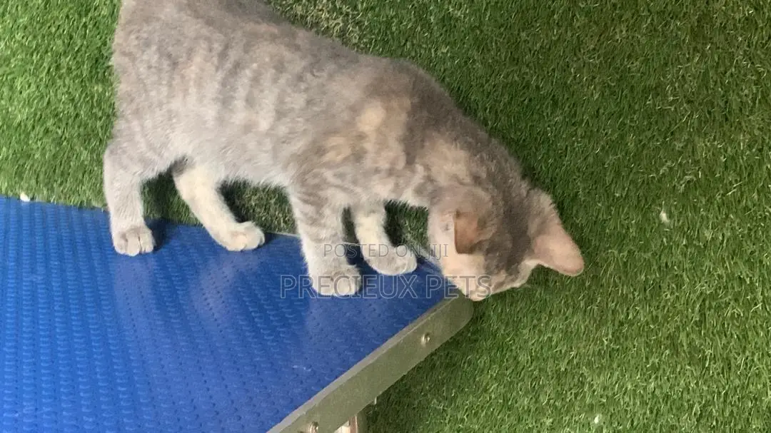 1-3 months Female Mixed Breed Turkish Angora