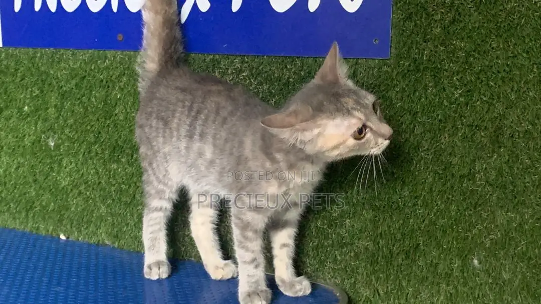 1-3 months Female Mixed Breed Turkish Angora