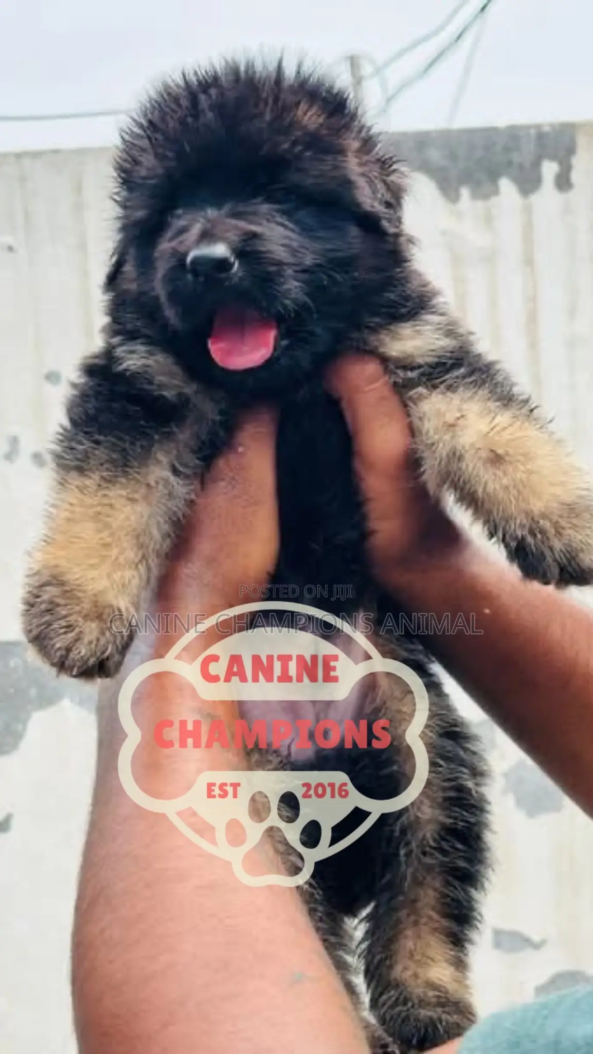 1-3 months Female Purebred German Shepherd