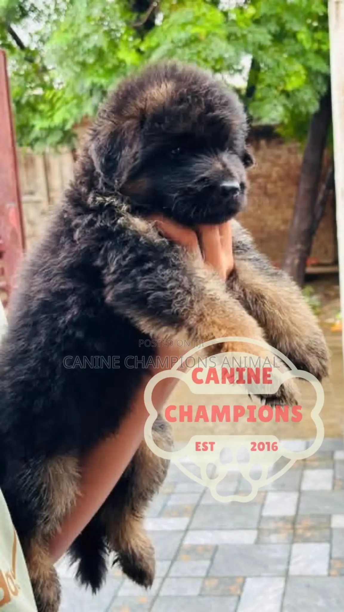 1-3 months Female Purebred German Shepherd