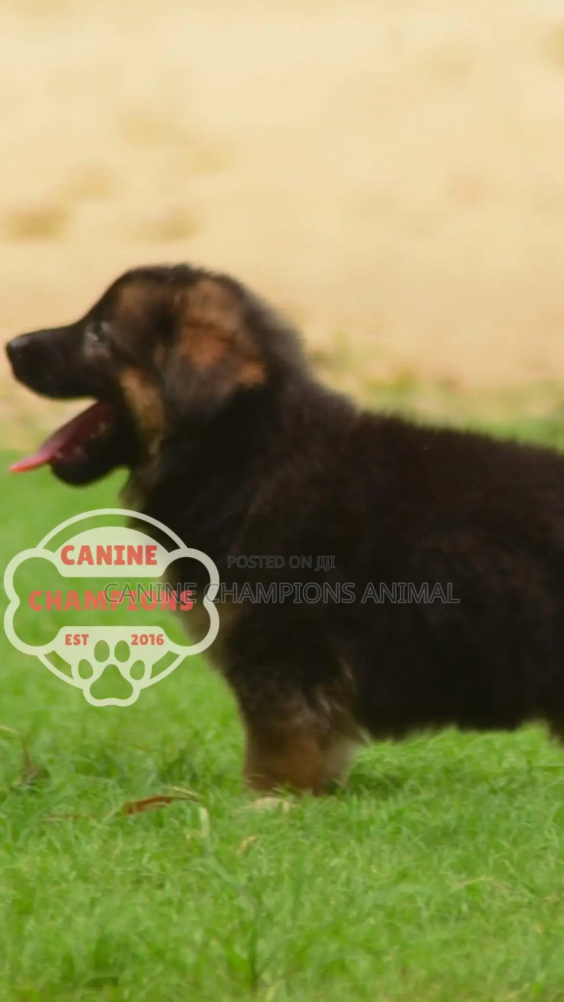 1-3 months Female Purebred German Shepherd