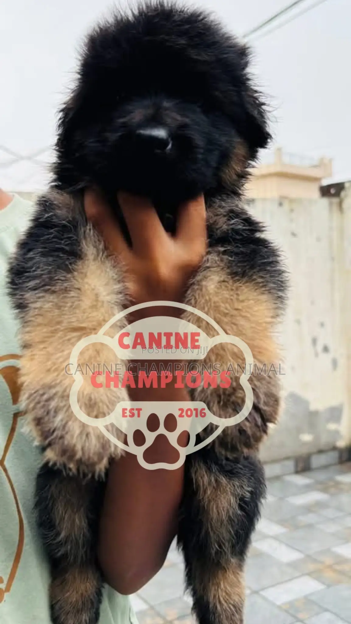 1-3 months Female Purebred German Shepherd