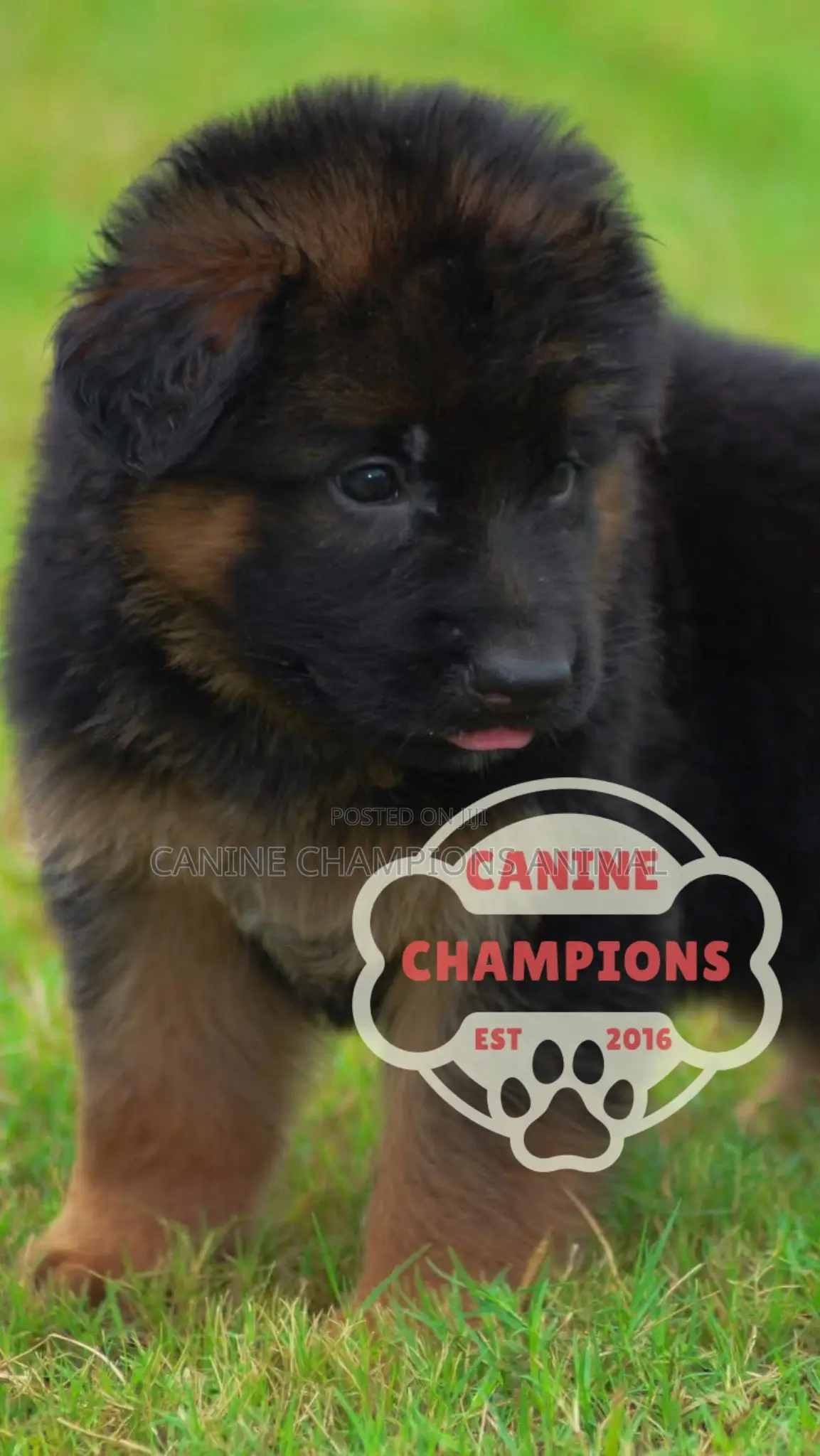 1-3 months Female Purebred German Shepherd