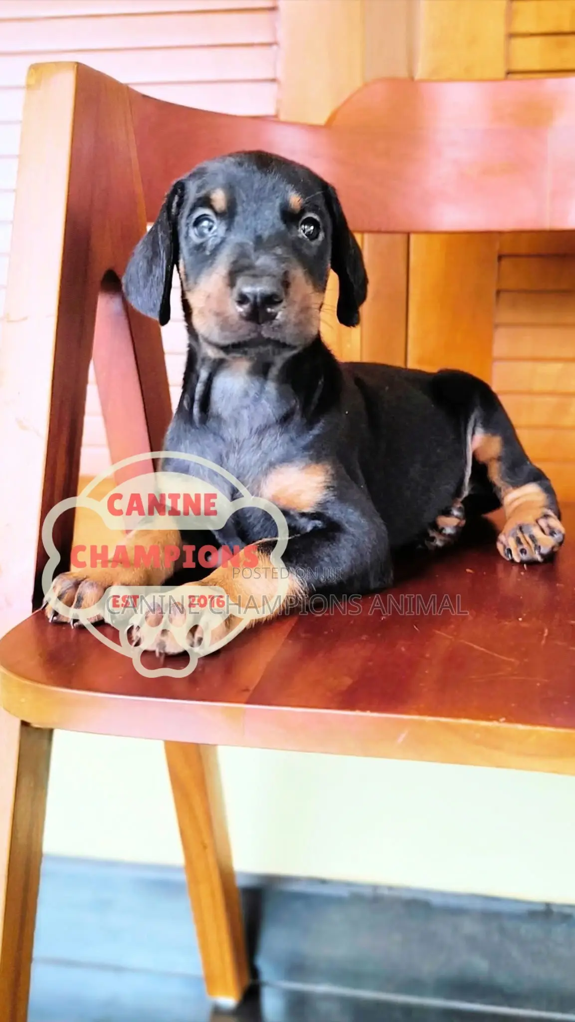 1-3 months Female Purebred Doberman Pinscher