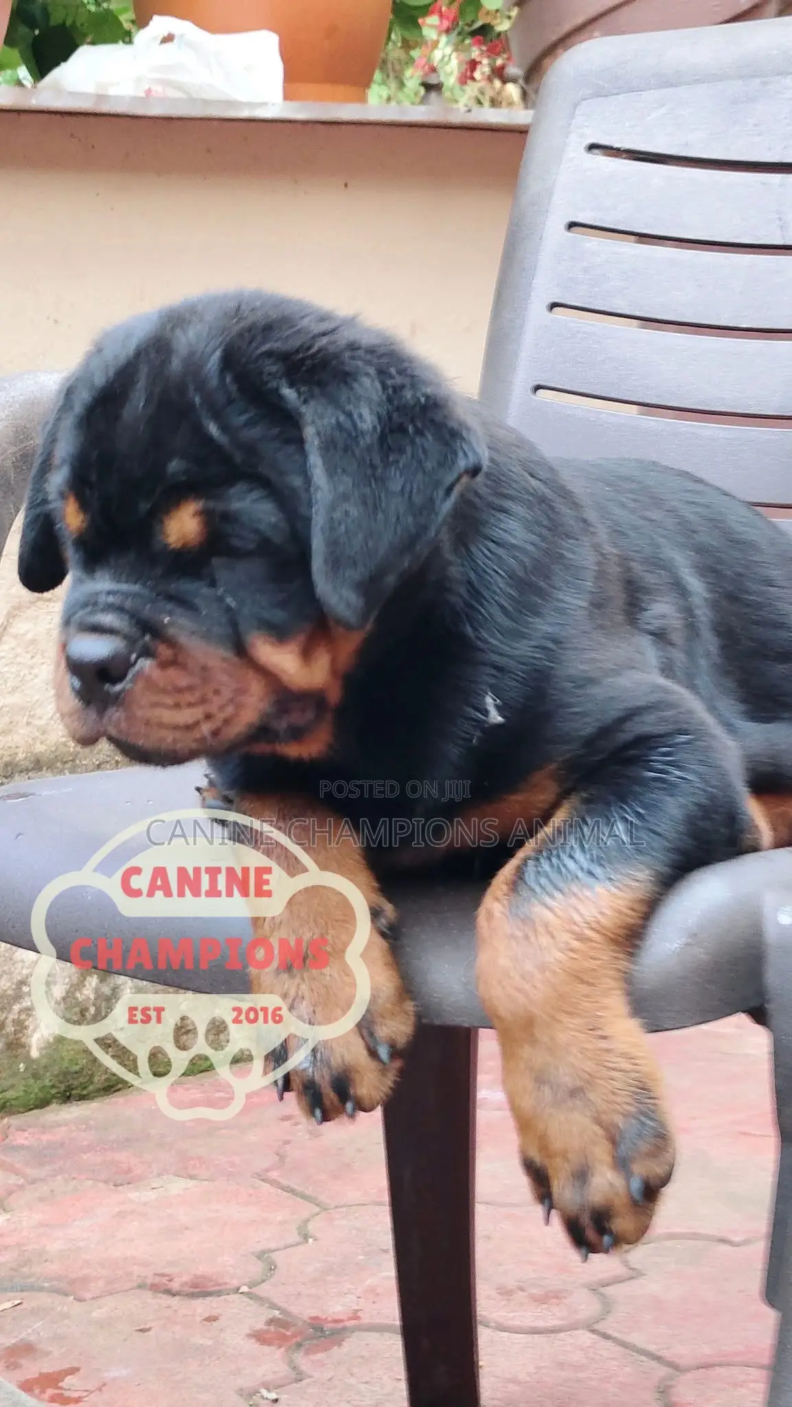 1-3 months Female Purebred Rottweiler