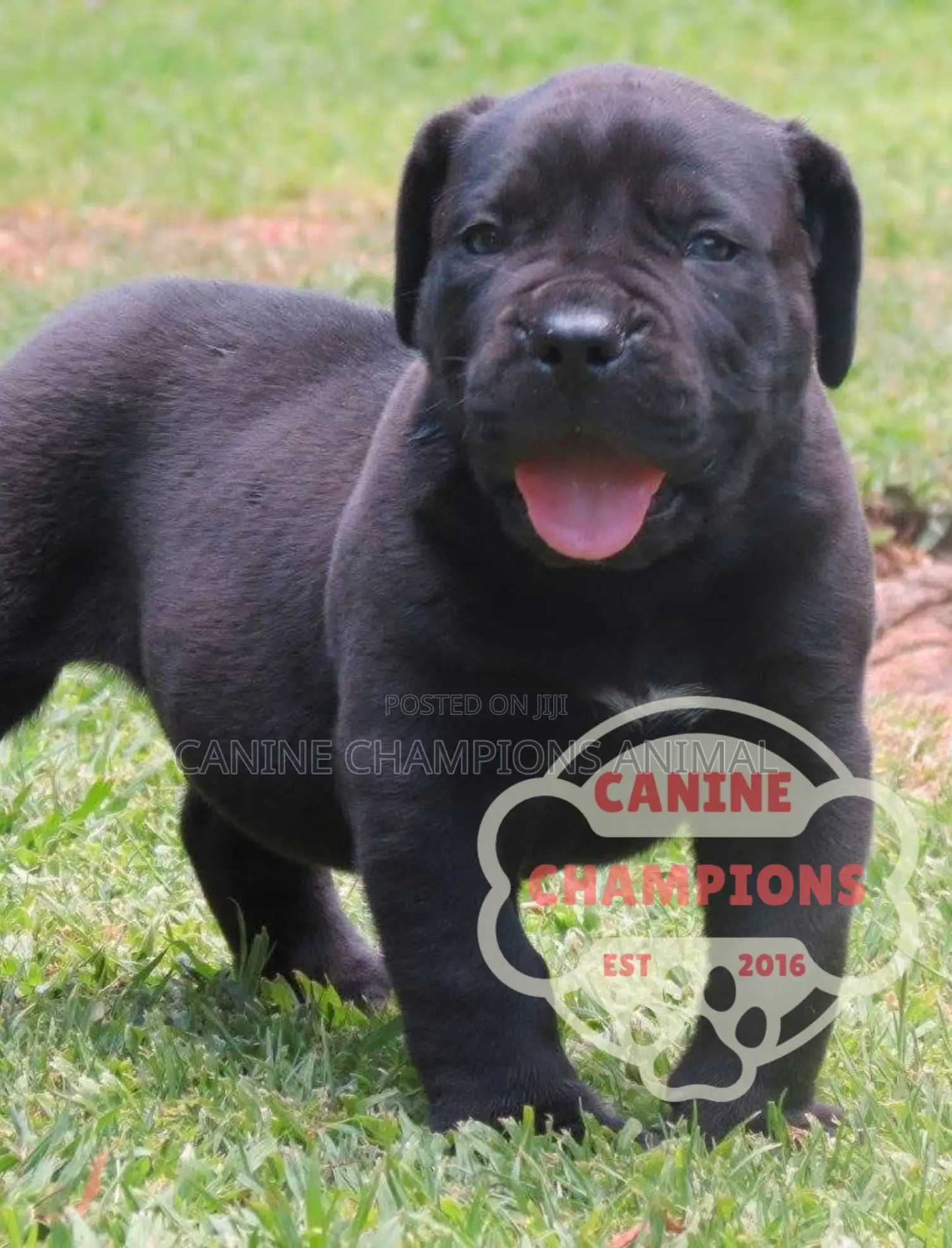 1-3 months Female Purebred Boerboel