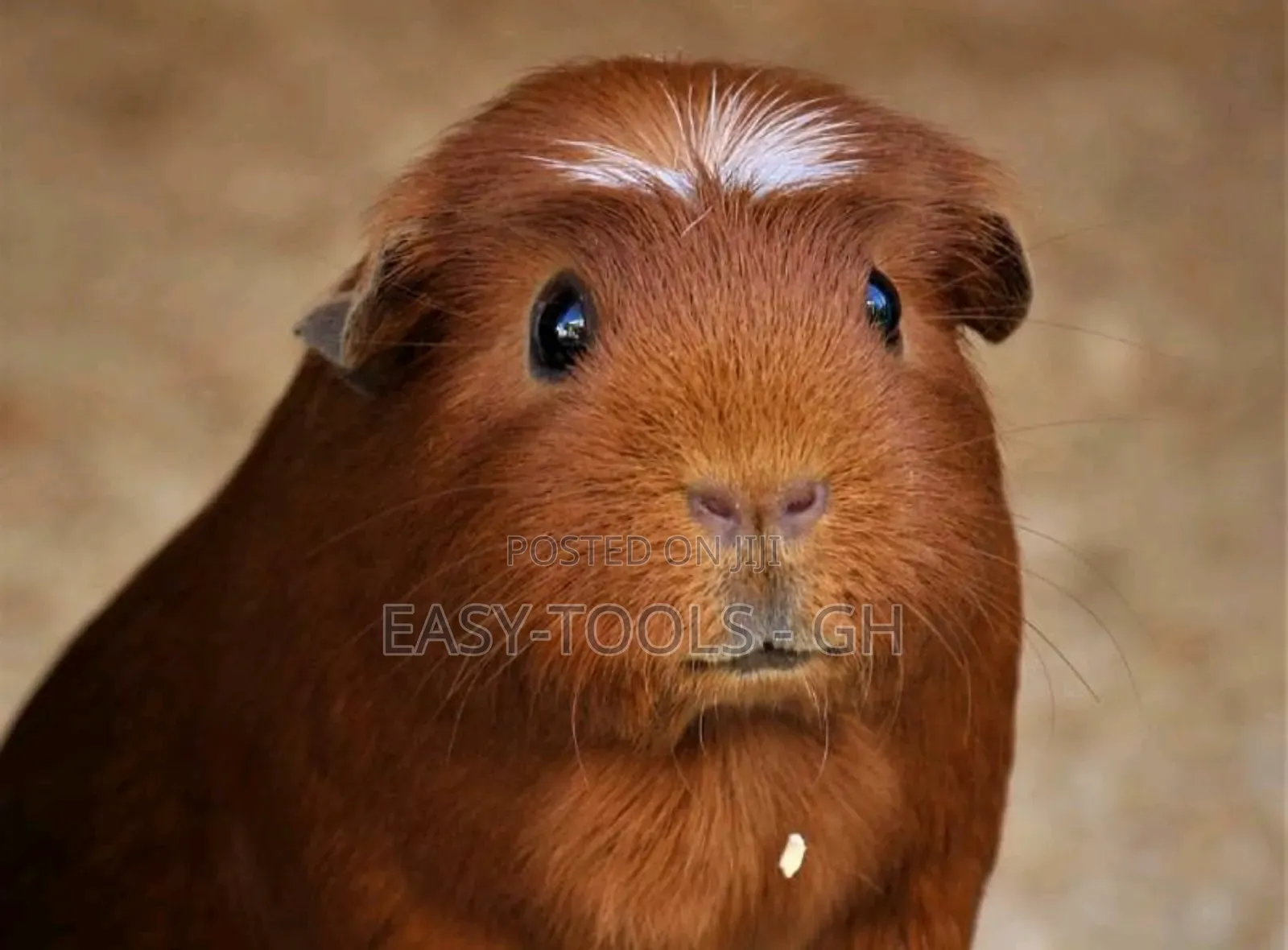 Crested Foreign Guinea Pigs ( Read Description )