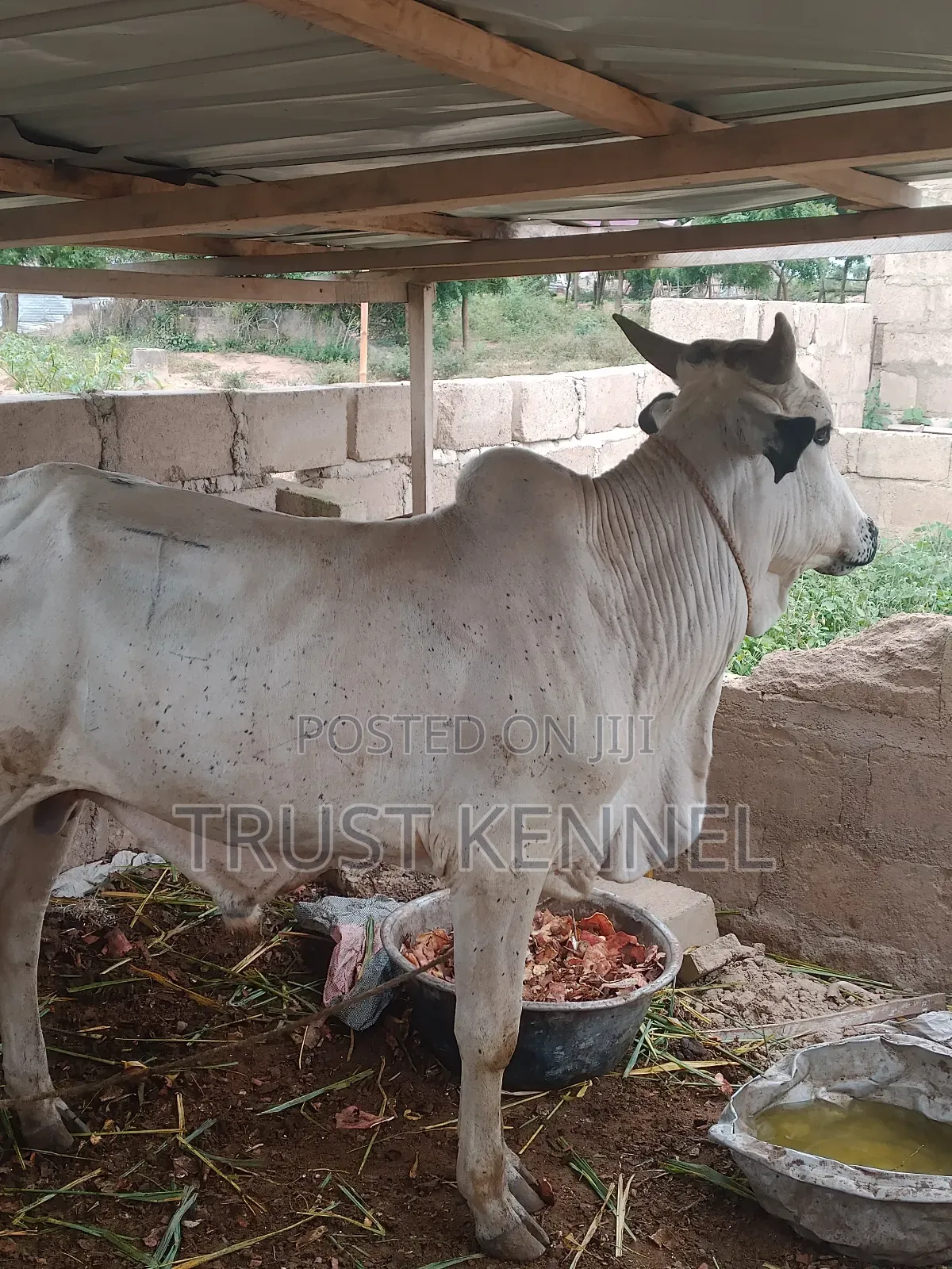 Healthy Cows for Sale