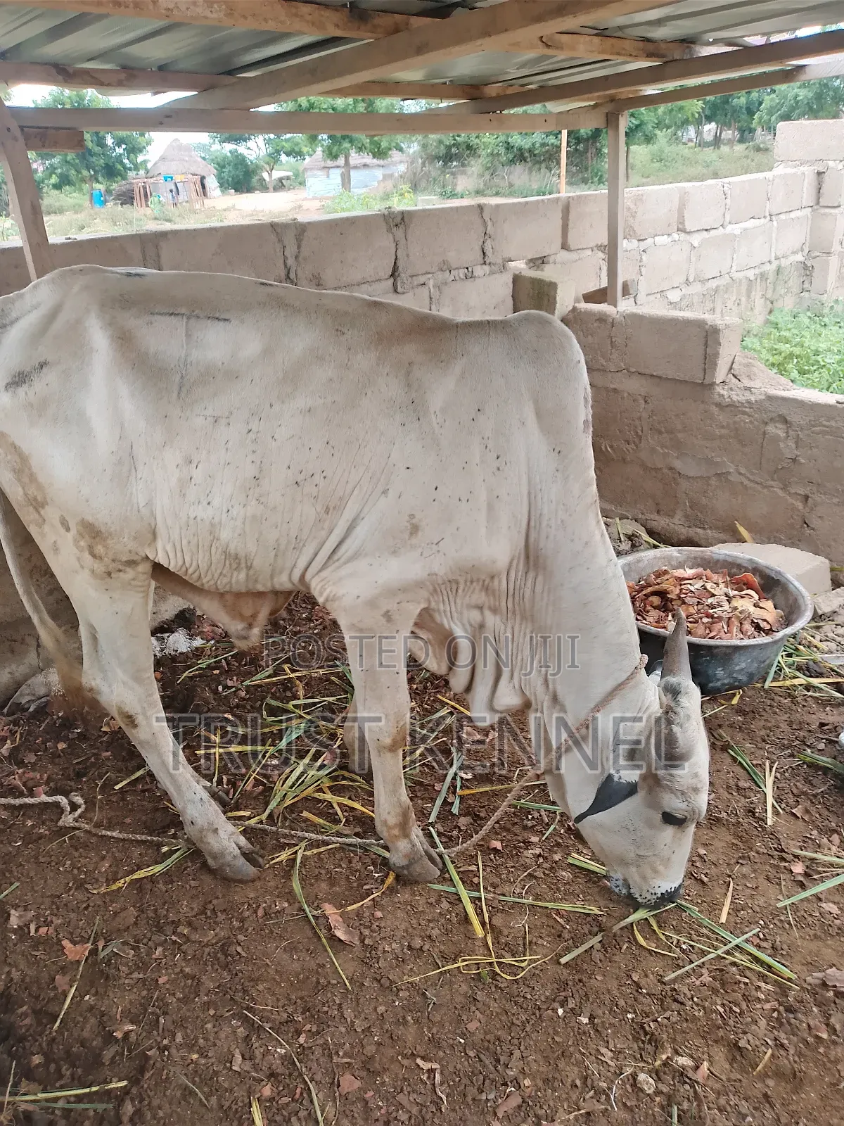 Healthy Cows for Sale