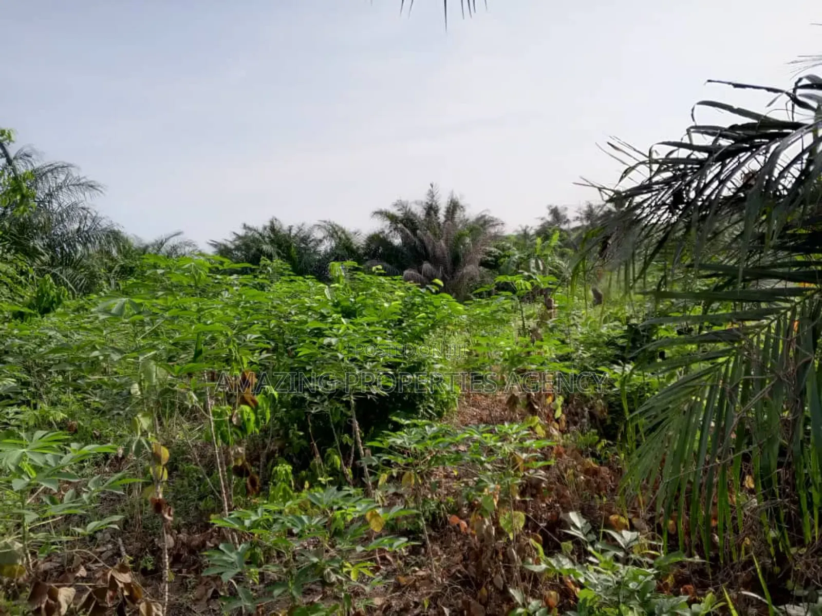 2 and Half Plots Land for Sale at School Junction