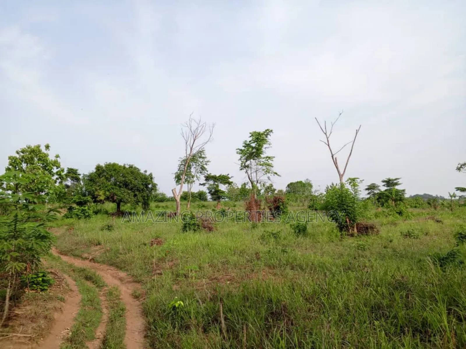 10'000 Acres of Land for Sale at Adeiso