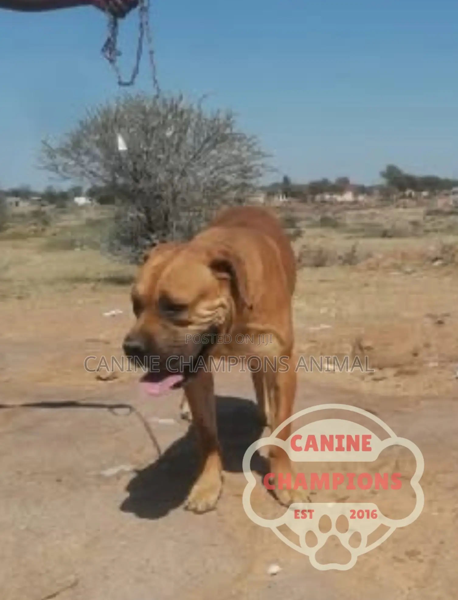 1-3 months Female Purebred Boerboel