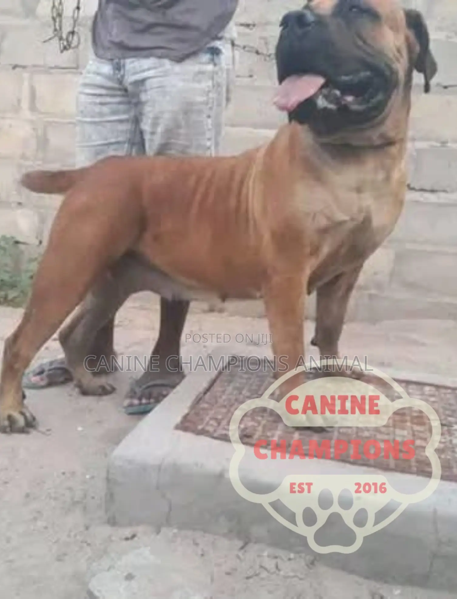 1-3 months Female Purebred Boerboel