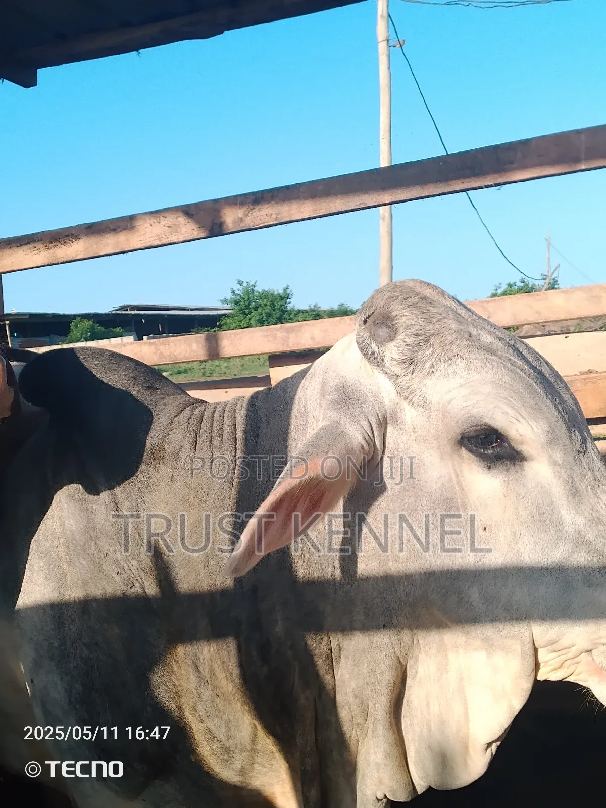 Heathy Cows Available