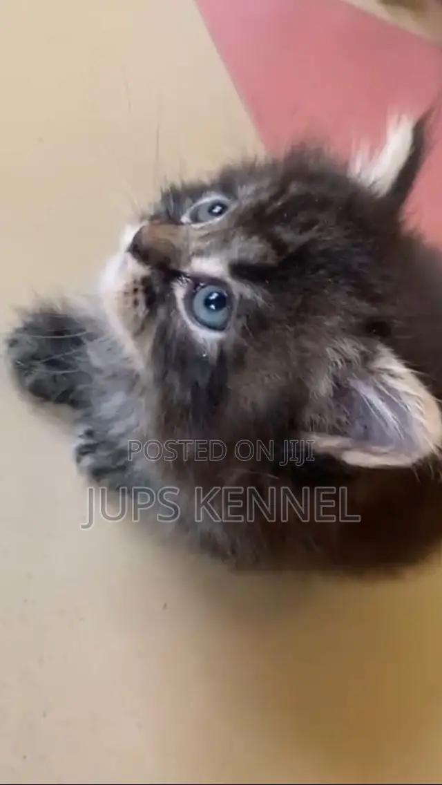 1-3 months Female Purebred Maine Coon