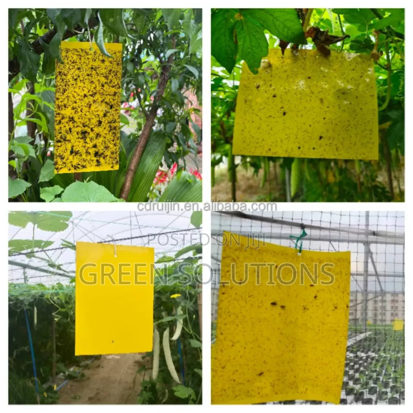 Sticky Fruit Flies Trap/Glueboard