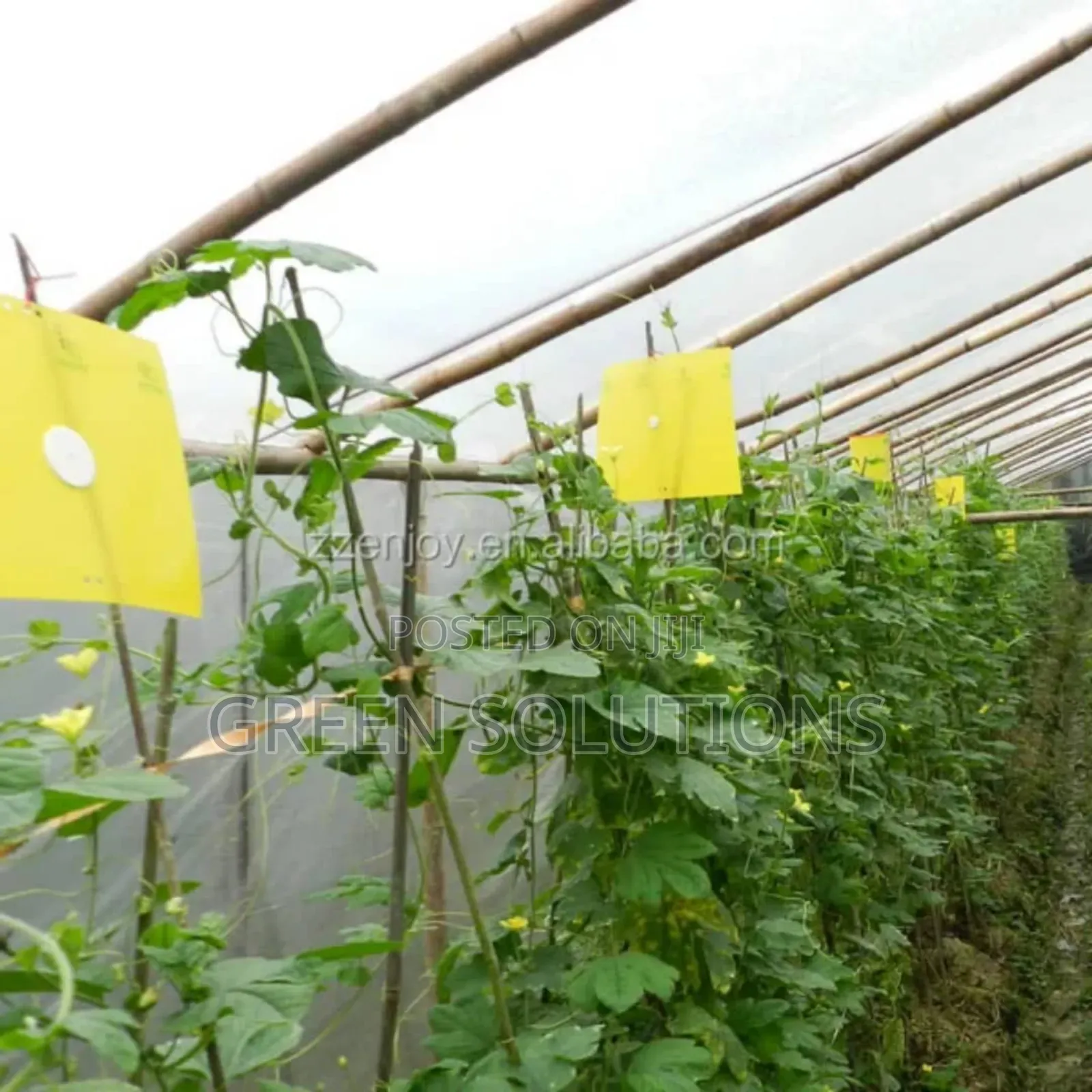 Sticky Fruit Flies Trap/Glueboard