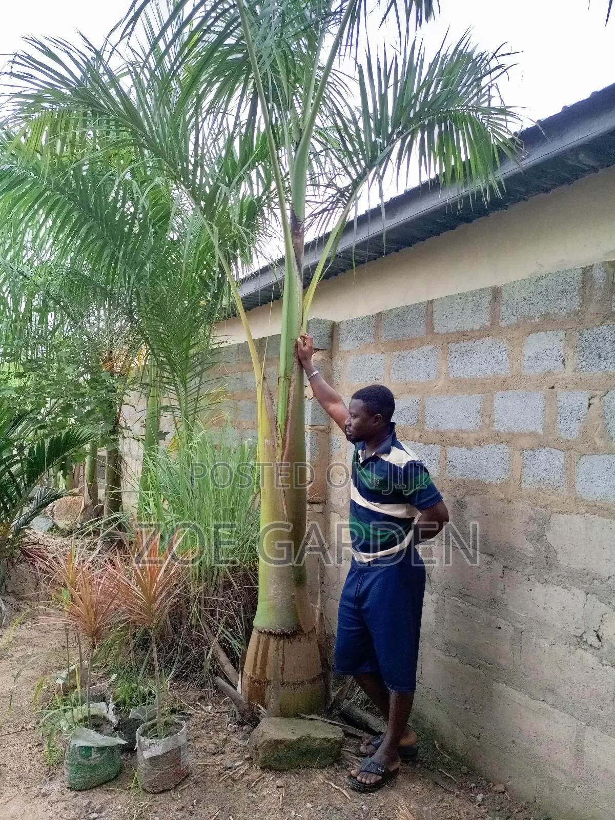 Matured Royal Palm