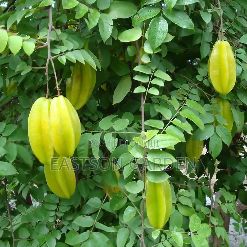 Exotic Star Fruit Seedlings