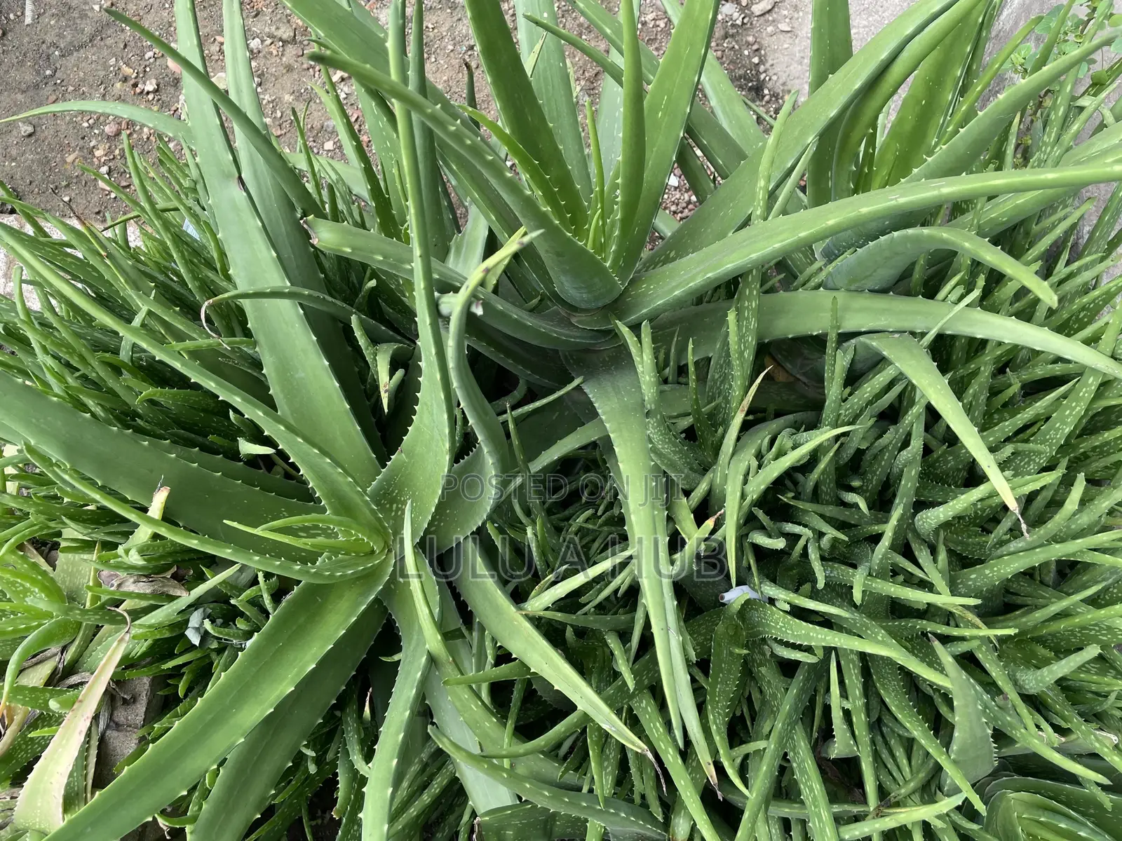 Aloe Vera Plant