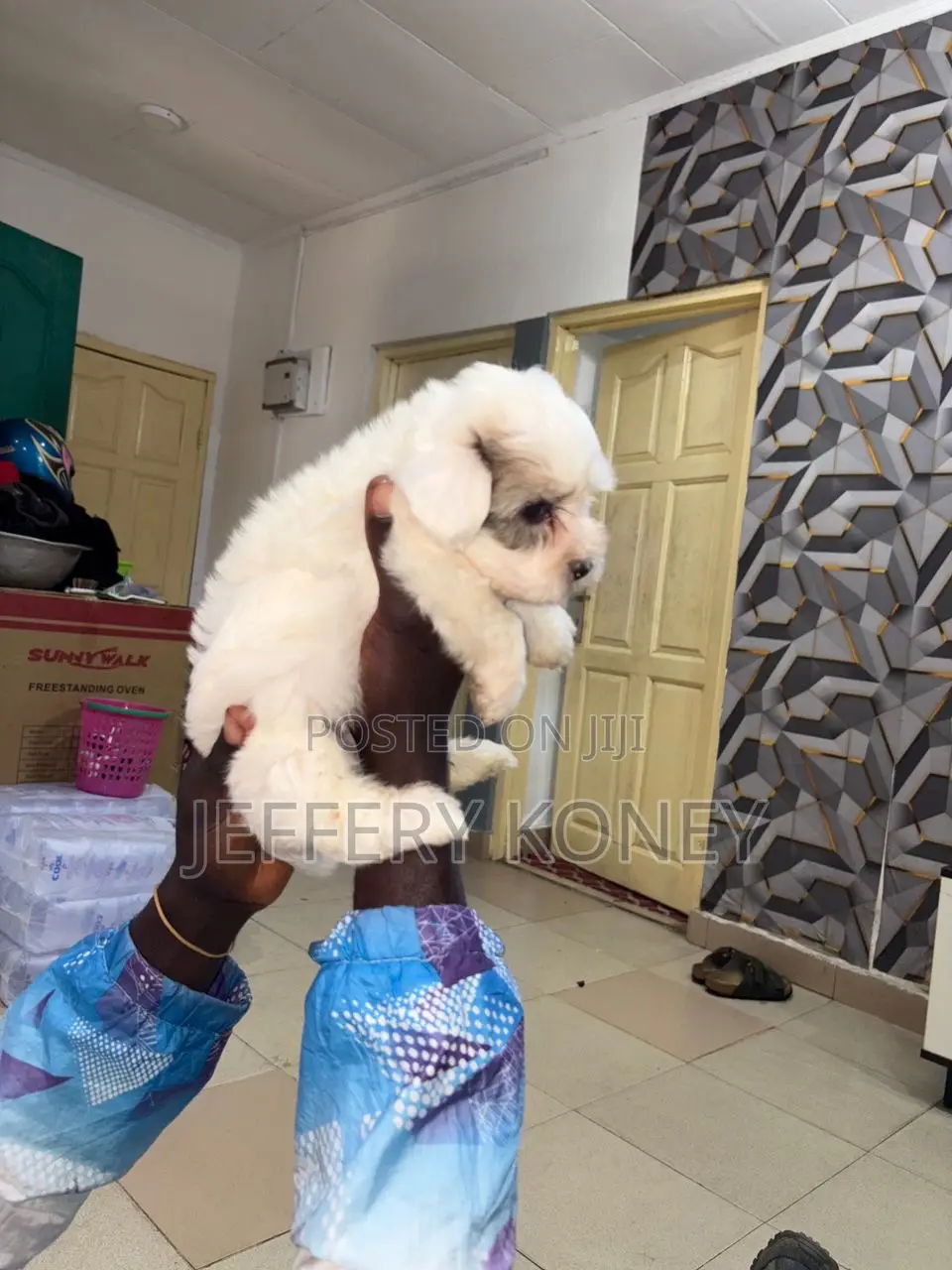 1-3 months Male Purebred Poodle