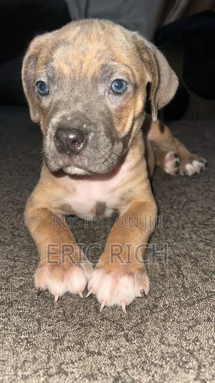 1-3 months Female Purebred Boerboel