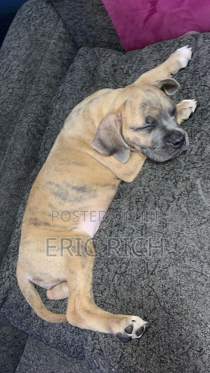 1-3 months Female Purebred Boerboel