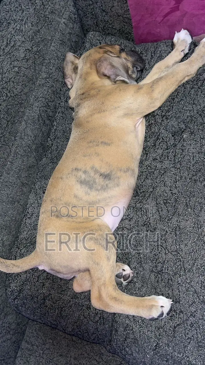 1-3 months Female Purebred Boerboel