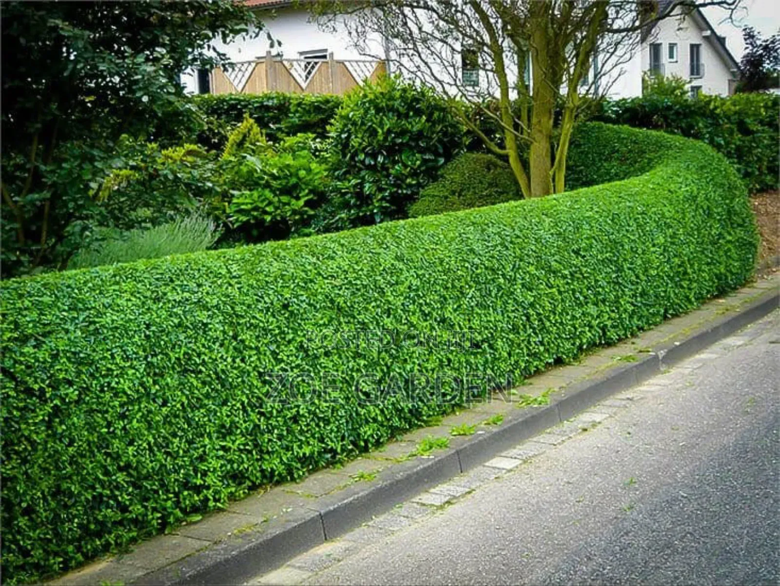 Landscape And Gardening Service