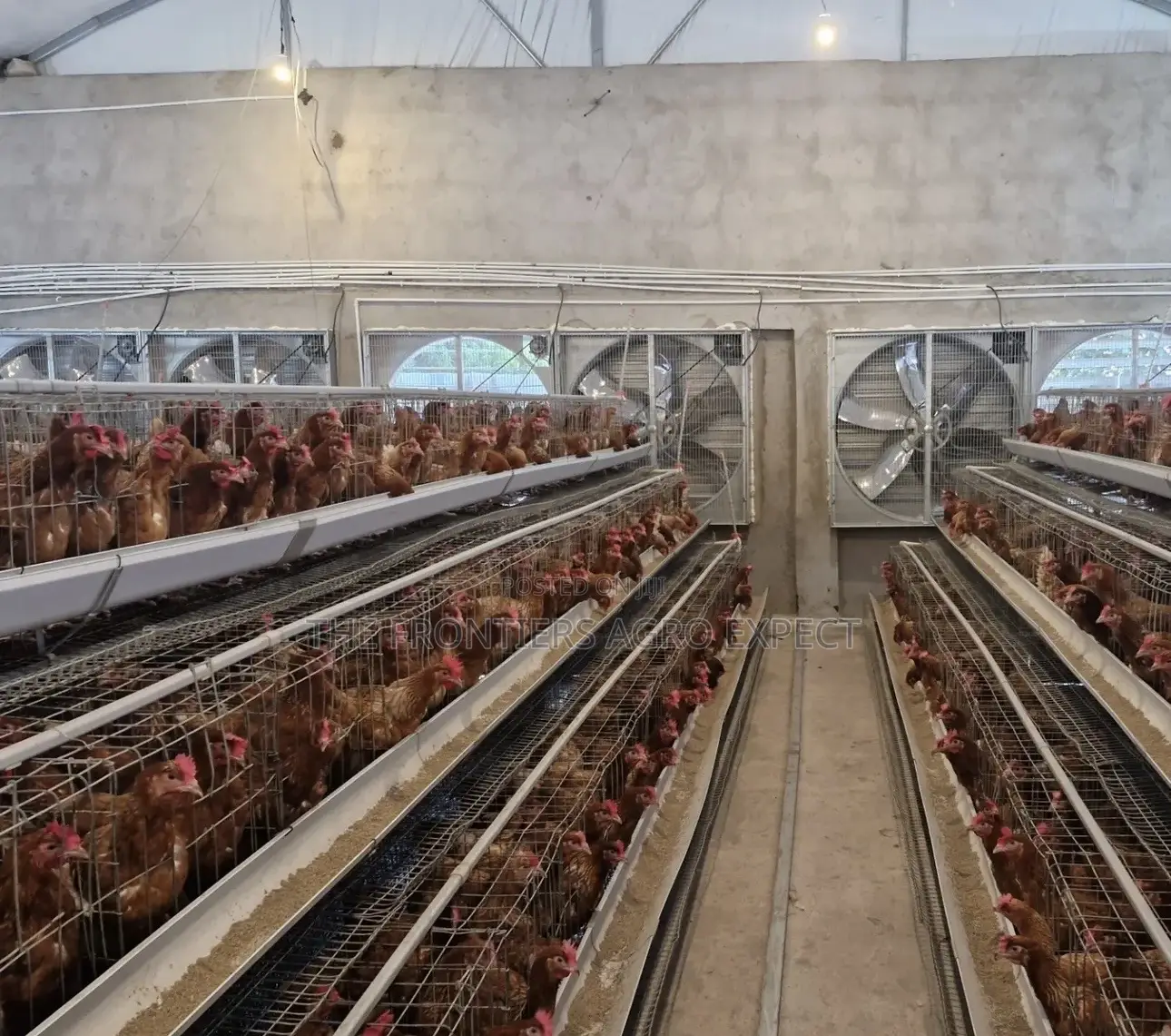 Poultry Coop With Battery Cages