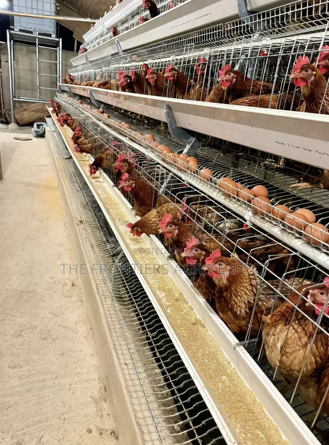 Complete Poultry House With Battery Cage Setup