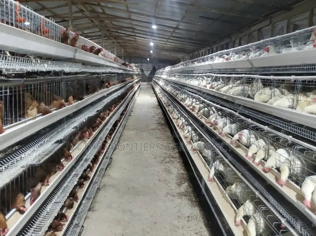 Chicken Coop With Battery Cage Installation