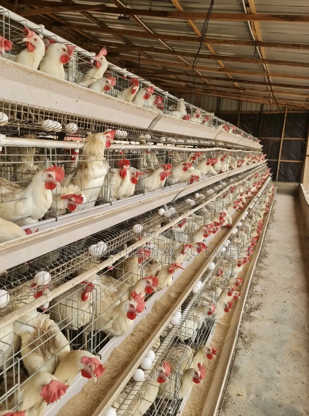 Chicken Coop With Battery Cage Installation