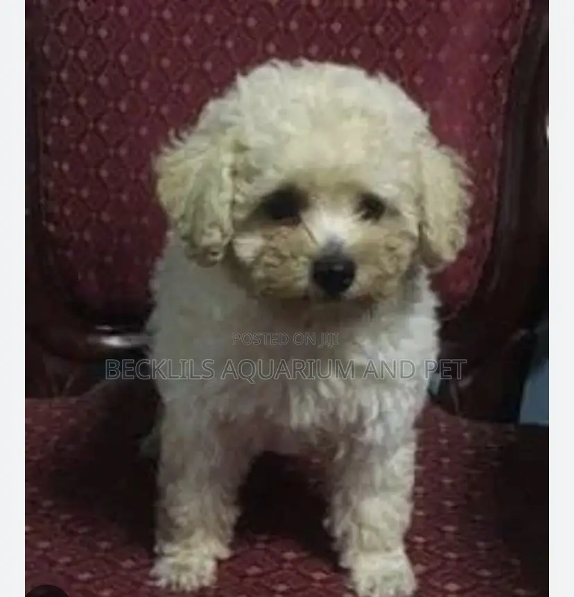 1-3 months Male Purebred Poodle