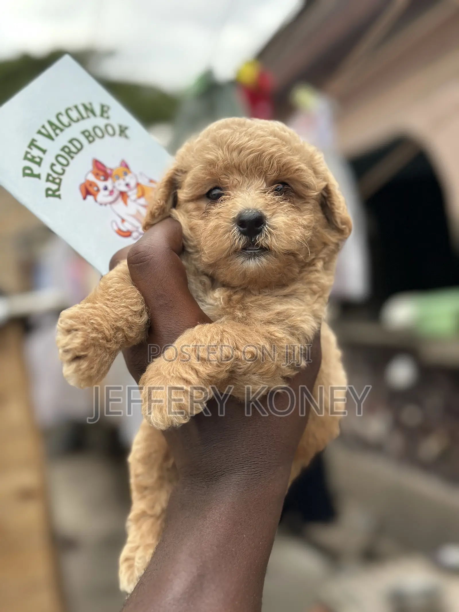 1-3 months Male Purebred Poodle