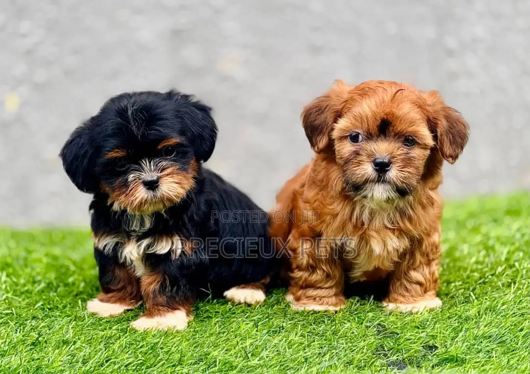 1-3 months Female Purebred Lhasa Apso